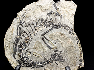 爬虫類化石｜恐竜・化石グッズの専門店 ふぉっしる