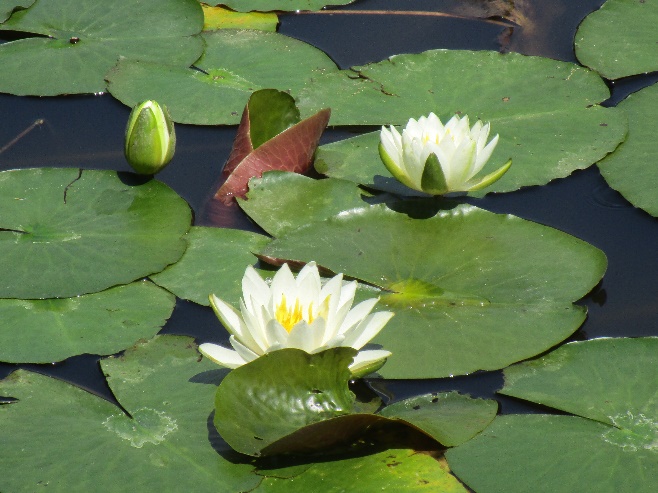 睡蓮（スイレン） - 袖ケ浦公園ホームページ｜千葉県袖ケ浦市