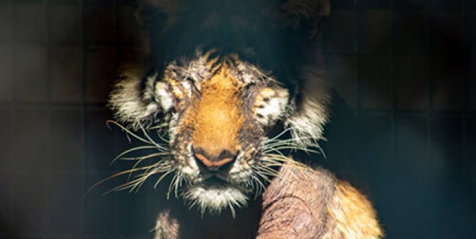 Meet 10 Animals at the Worst Roadside Zoo in America | PETA