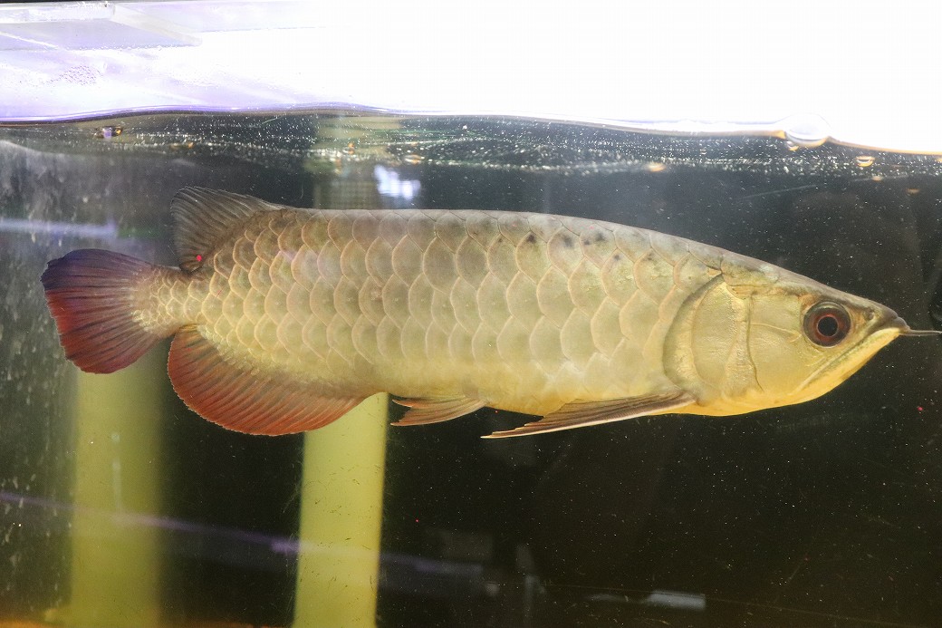 淡水魚】【通販】上物個体 ゴールドヘッド 過背金龍 アジアアロワナ