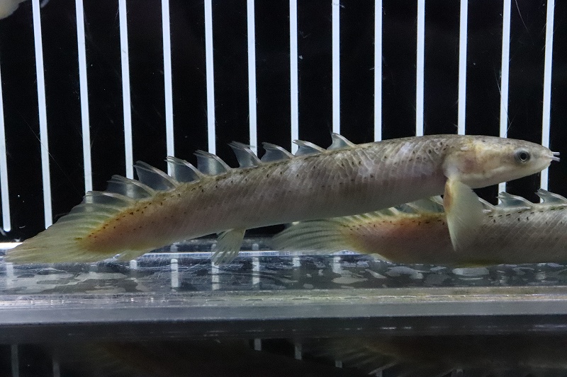 淡水魚】 超激レア ポリプテルス セネガルスマーブル ハイブリッド
