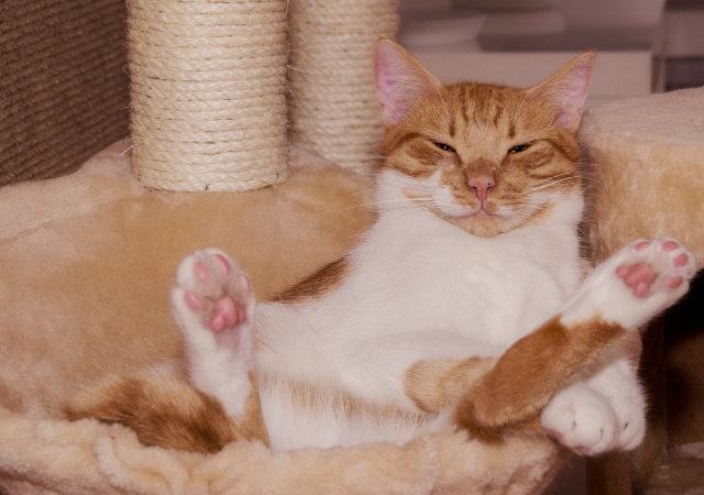 足長マンチカンの魅力と健康管理法：知っておくべき病気とは？ - 東京