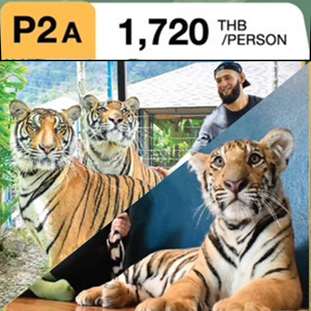 タイガーパーク プーケット 割引料金（格安）チケット｜トラと撮影