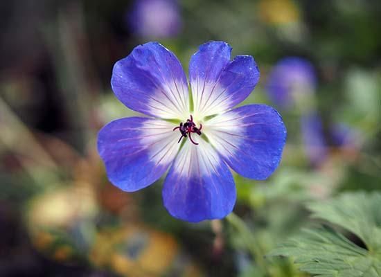 Laowa 17mm f/1.8 MFT Sample Images | Photography Blog