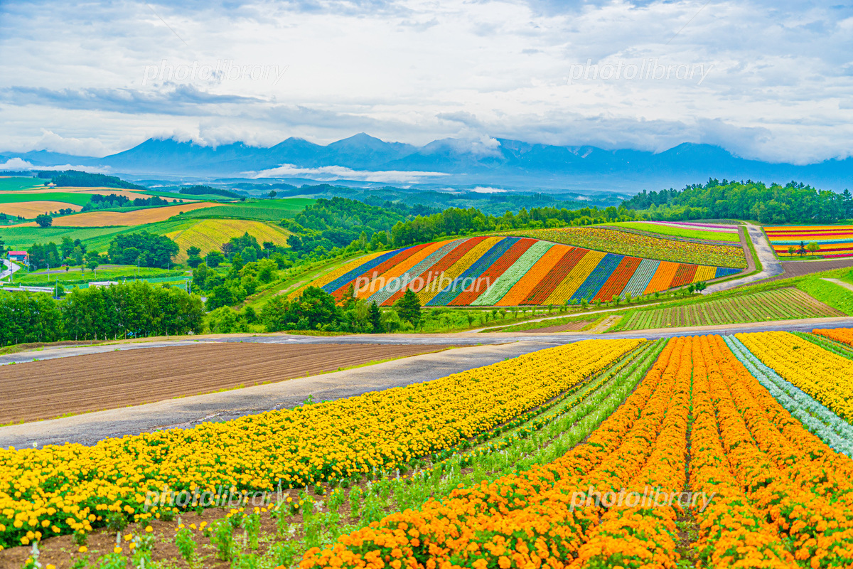 四季彩の丘の展望花畑（北海道美瑛町） 写真素材 [6926820] - フォト