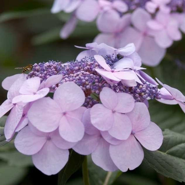 Aromantic様 hydrangea様セット さぁやさま・:*+ Aromantic様