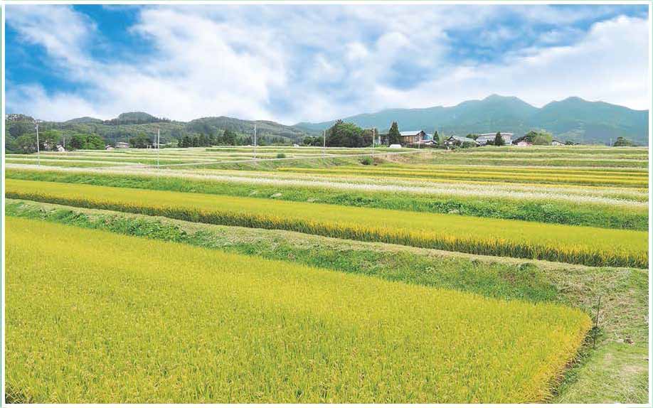 やまがたの棚田カード | 山形県