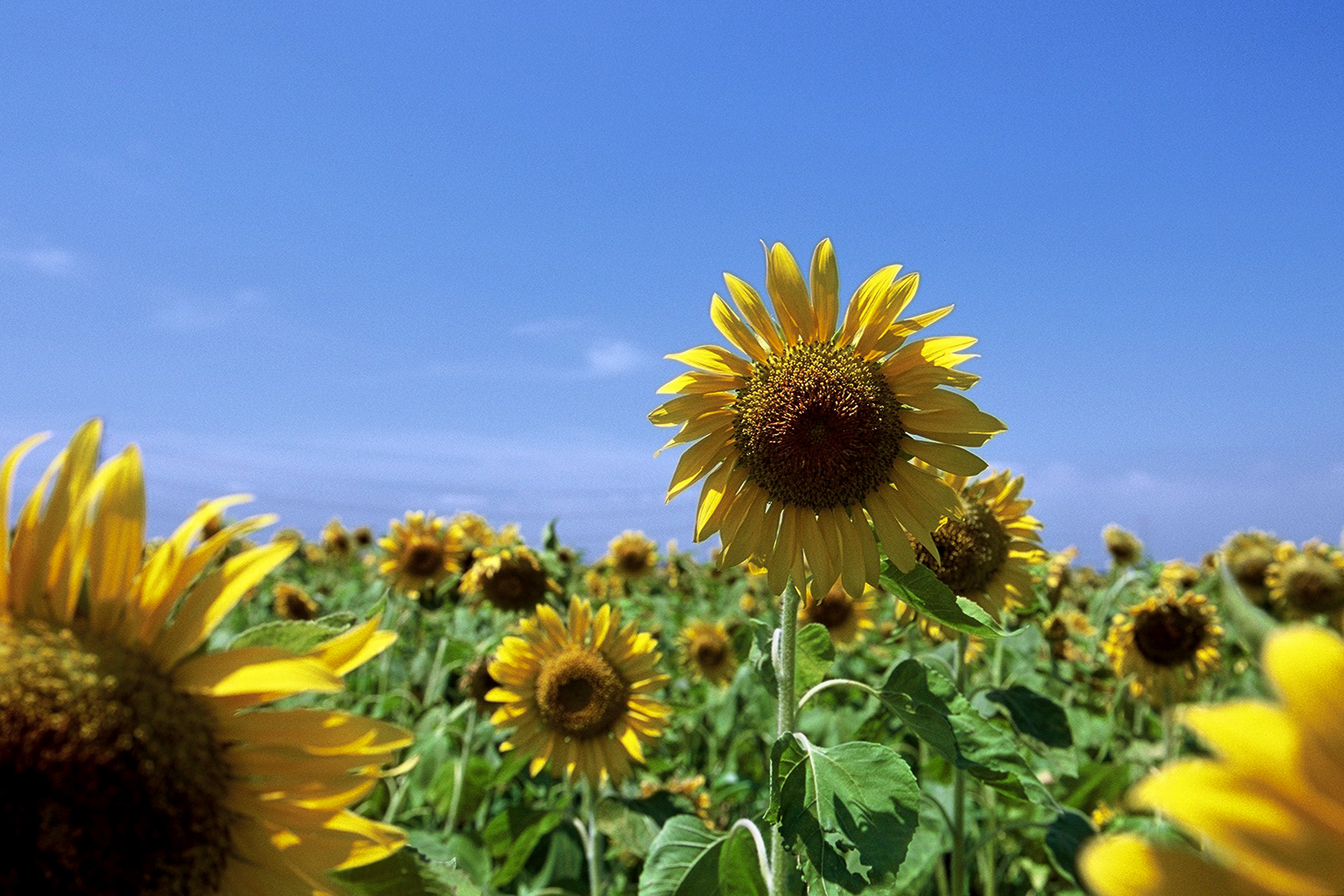 夏]ひまわり／茨城県