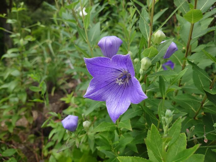 おすすめ情報 （令和7年6月20日）／京都府ホームページ