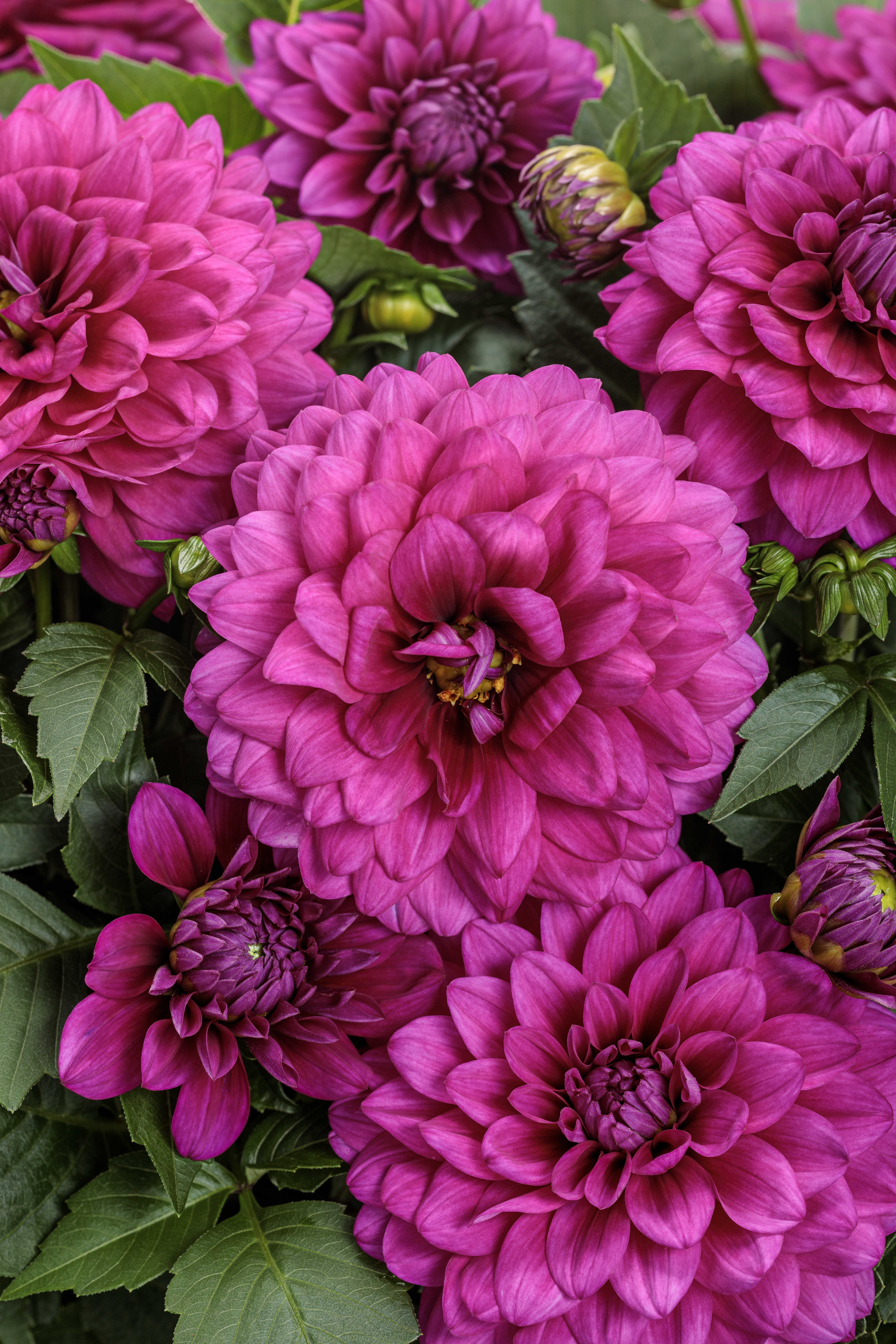Virtuoso® Vibrant Violet™ - Dahlia variabilis | Proven Winners