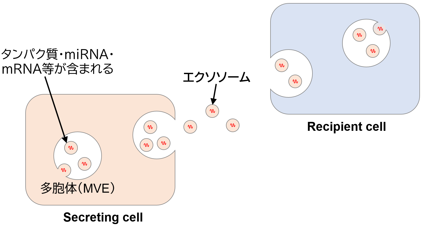 細胞外小胞体（エクソソーム）のサイズ・個数濃度測定 ｜ 日本カンタム