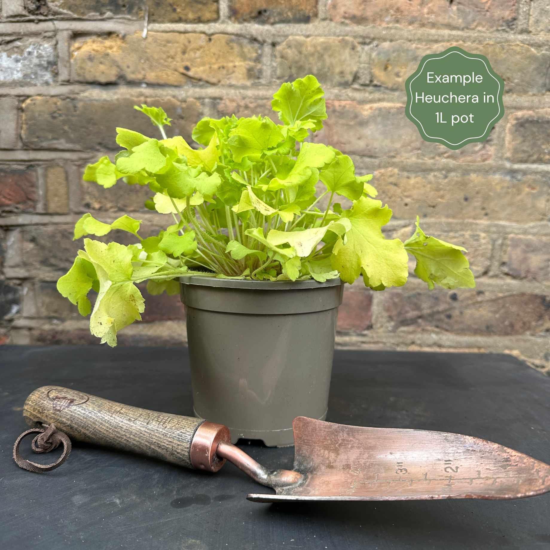 Heuchera 'Lime Marmalade' – Roots Plants