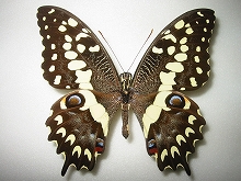 アゲハ蝶 標本 -アゲハ2-