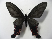 アゲハ蝶 標本 -アゲハ2-