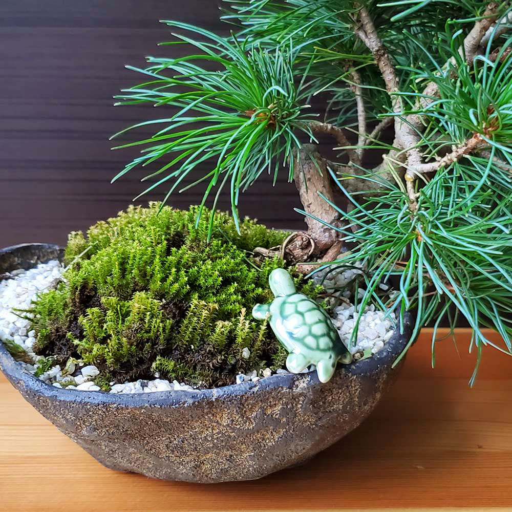 楽天市場】ミニチュア 置物 飾り フィギュア 緑 亀（かめ） 3.5cm 添配