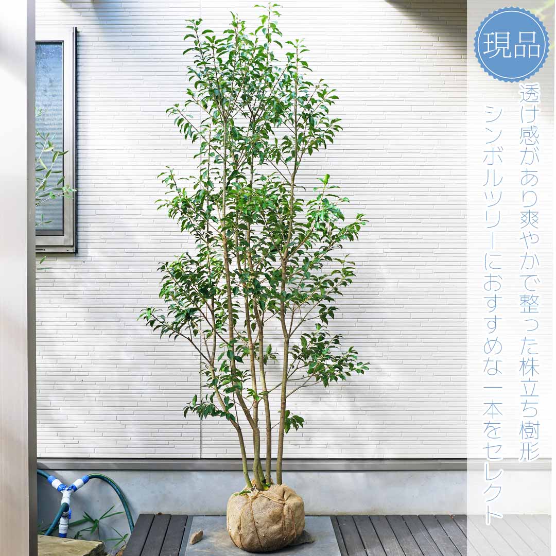 楽天市場】【ソヨゴ】株立ち 自然風樹形 雌株 樹高H≒190 × 枝張W