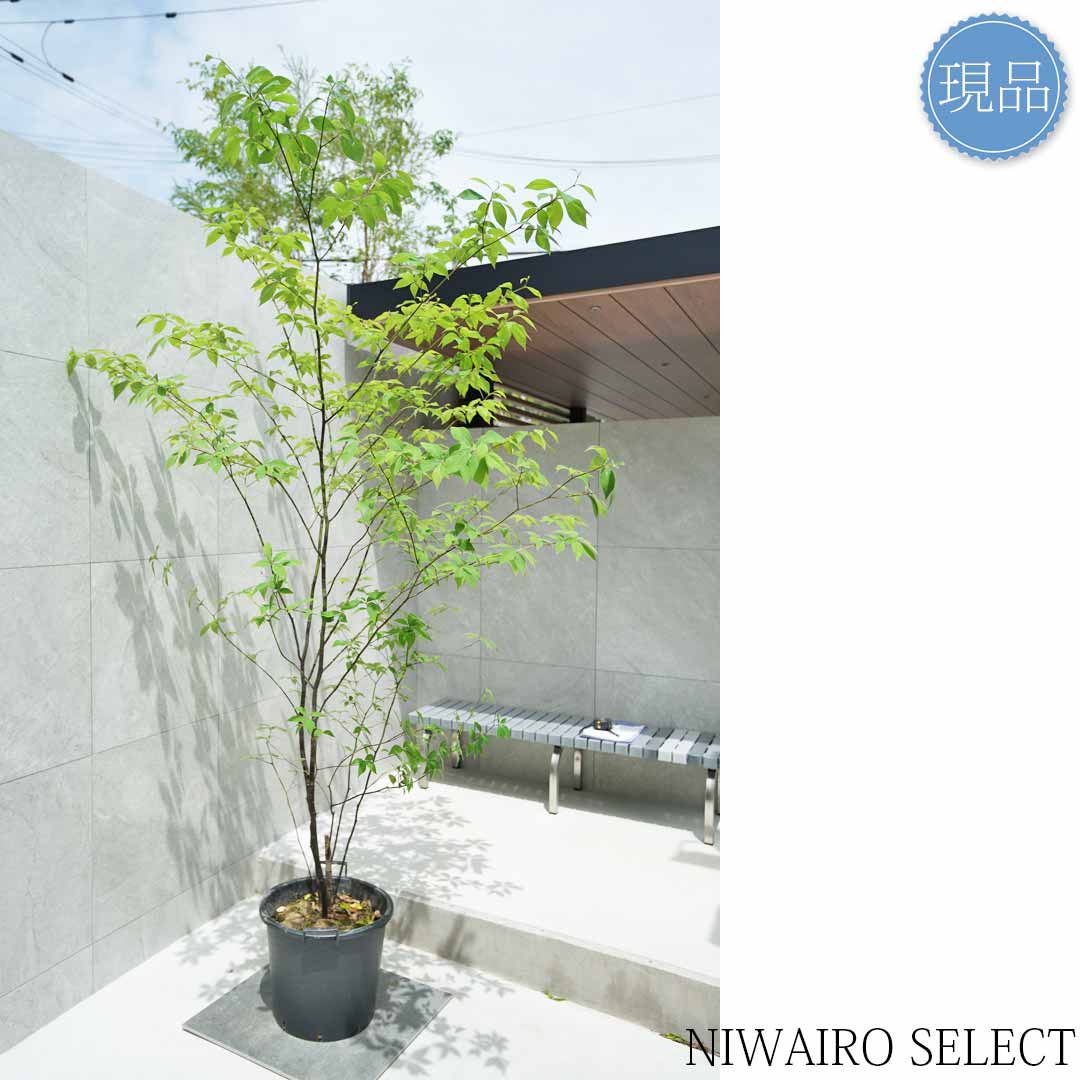 楽天市場】【現品】山採り【クロモジ】黒文字 株立ち 自然風樹形 樹高H