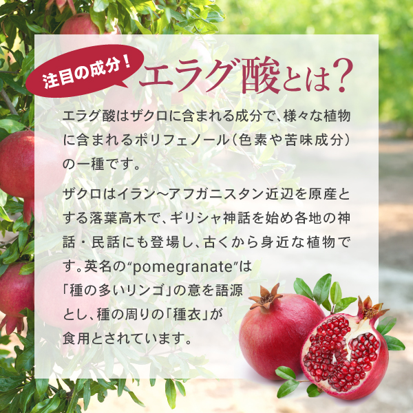 楽天市場】ダイエットサプリ 肥満気味の方の脂肪減少をサポートする