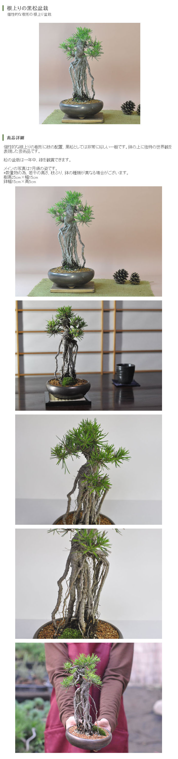 楽天市場】盆栽 松 根上がり 樹形 黒松 松盆栽 中品 趣味 中品盆栽