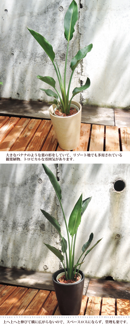 楽天市場】観葉植物 『 ストレリチア レギネ 選べるカラー円錐ポット