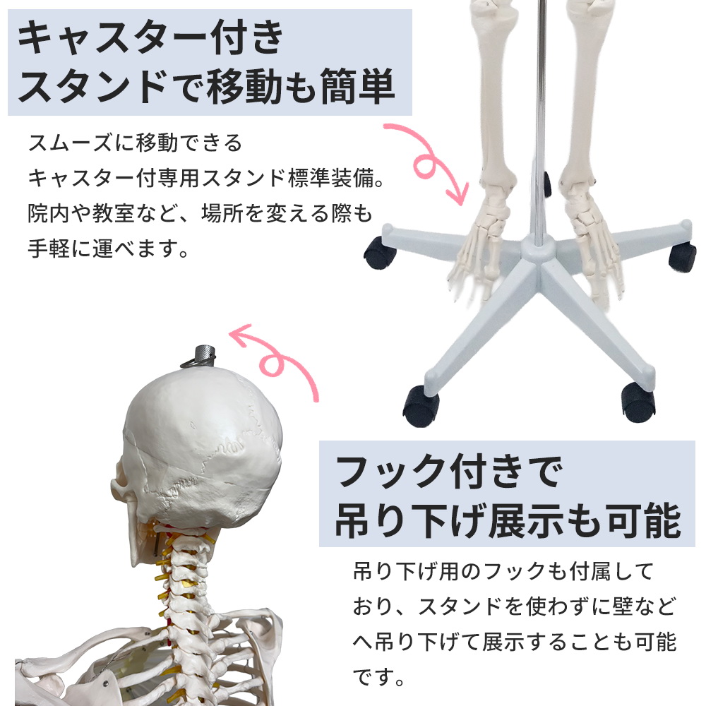 楽天市場】【楽天1位受賞】人体模型 Rohs認証品 骨格模型 等身大 全長