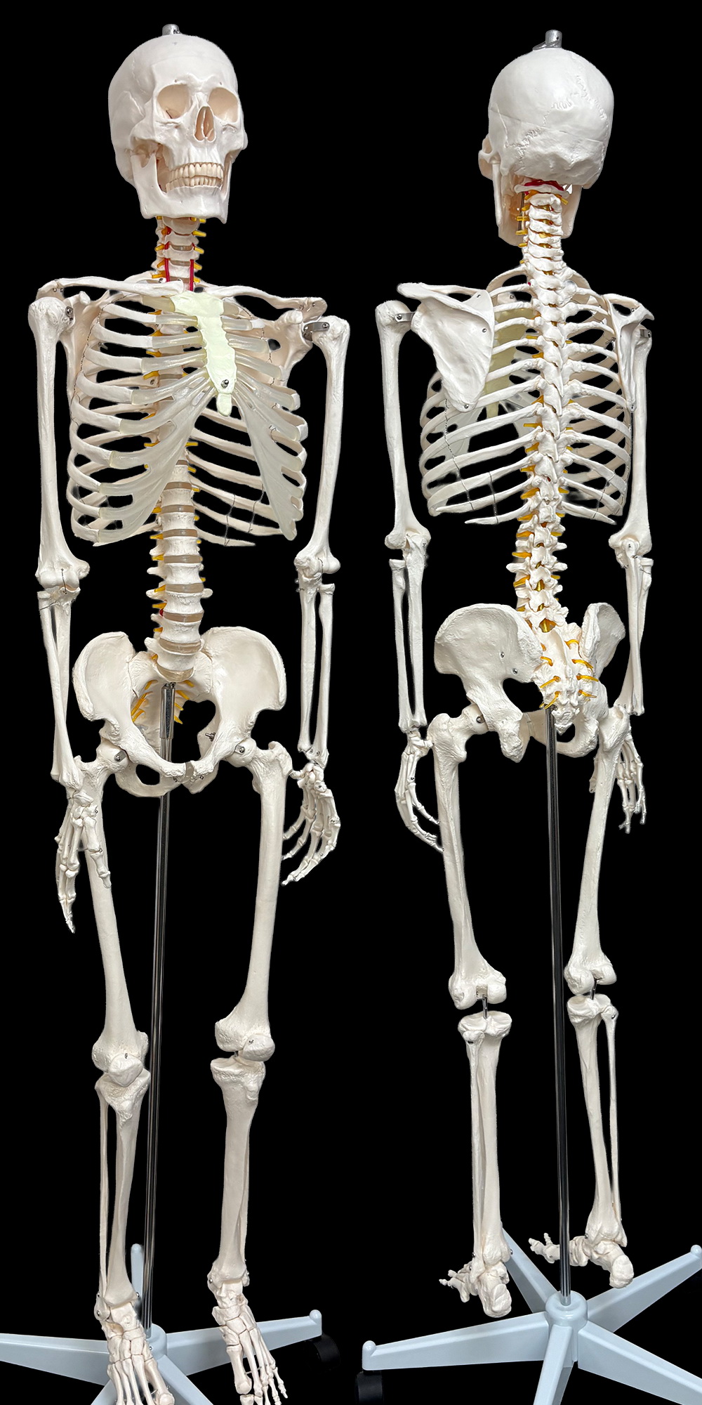 楽天市場】【楽天1位受賞】人体模型 Rohs認証品 骨格模型 等身大 全長