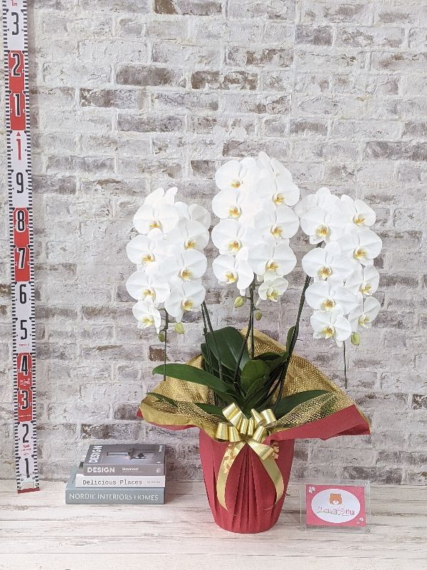 レギュラー 鳴滝清流胡蝶蘭（なるたきせいりゅうこちょうらん） 3