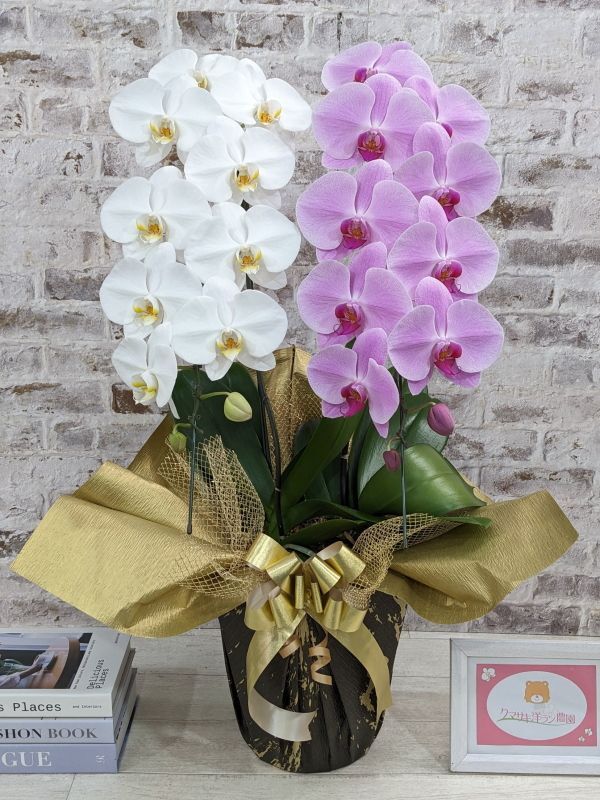 新商品！【紅白胡蝶蘭 (こうはくこちょうらん) 2本立て】＊白・ピンク