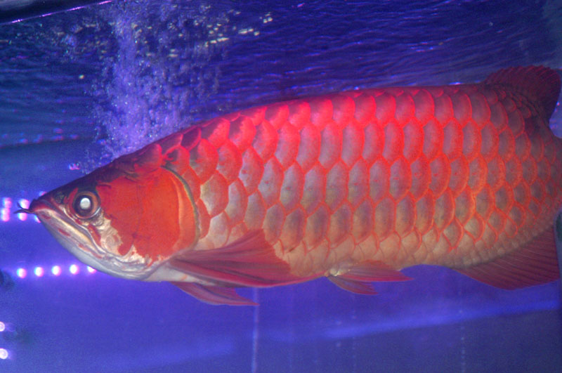 アジアアロワナ