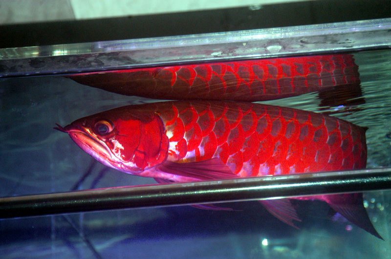 アジアアロワナ