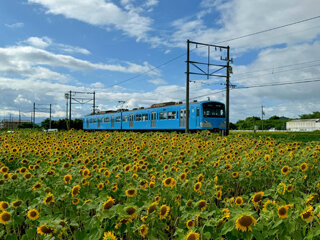 観光情報ガイド 第22回（山梶農園のひまわり畑） - カイザーベルク