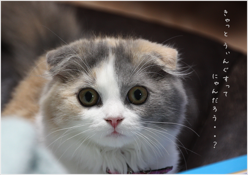 CAT WINGS キャットタワー catwings