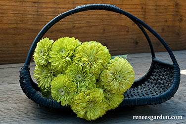 Green Envy' Heirloom Zinnias – Renee's Garden