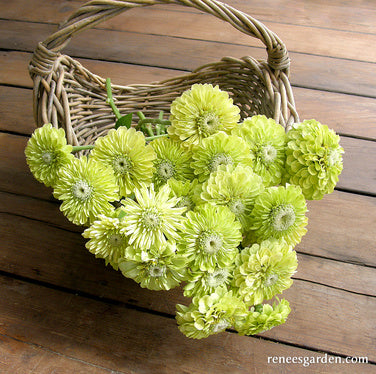Green Envy' Heirloom Zinnias – Renee's Garden