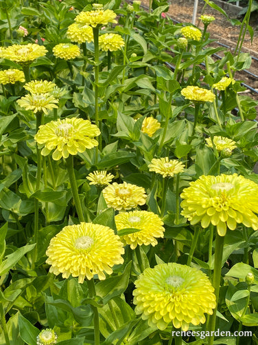 Green Envy' Heirloom Zinnias – Renee's Garden