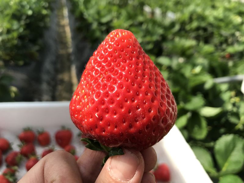 いちごちゃん (いちごちゃん)