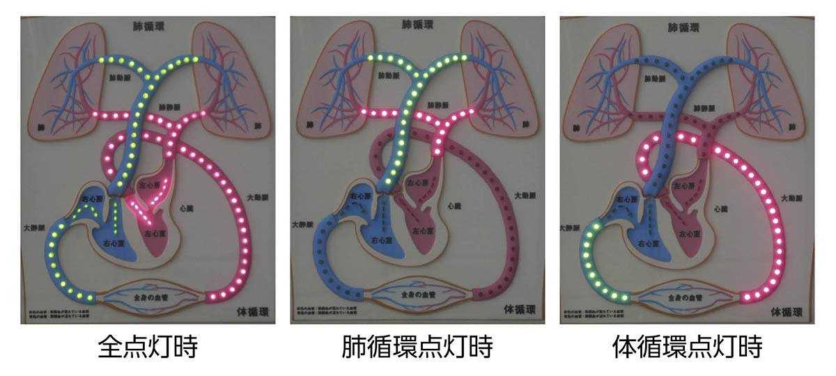 心臓と血液循環模型 BCL【りかなび】ケニス株式会社