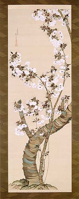 笹部桜考(54)「笹部桜コレクション(20)《三熊派シリーズ4》八重伊勢桜