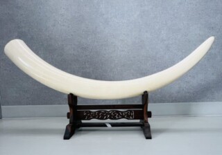 象牙製 一本牙 登録書付 ｜骨董品買取 緑和堂