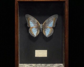 デビッド・ウィラードソン作 オリジナル原画 「NUMBER 13 RE-DUCKS(MM