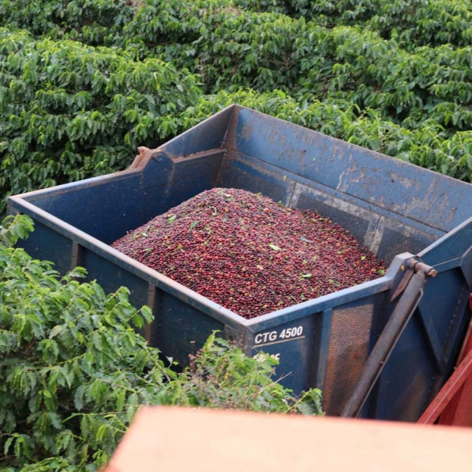 ブラジル M&F COFFEE アララ アナエロビック ナチュラル（COE2024 #1）