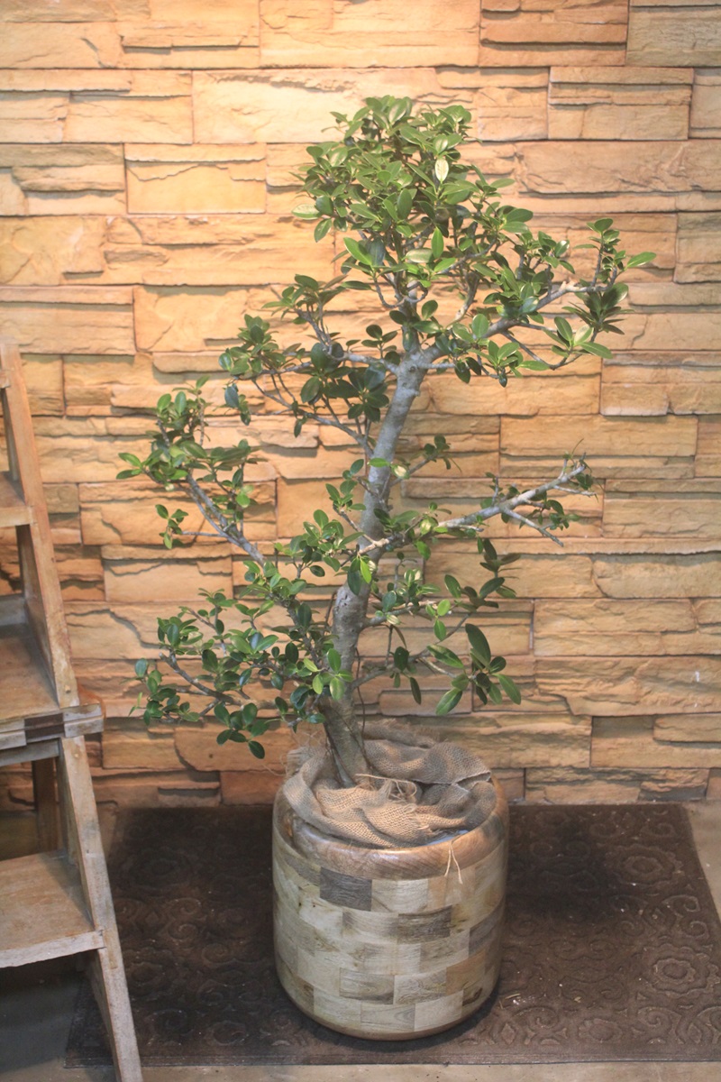 センカクガジュマル819｜観葉植物専門店「ワールドガーデン」