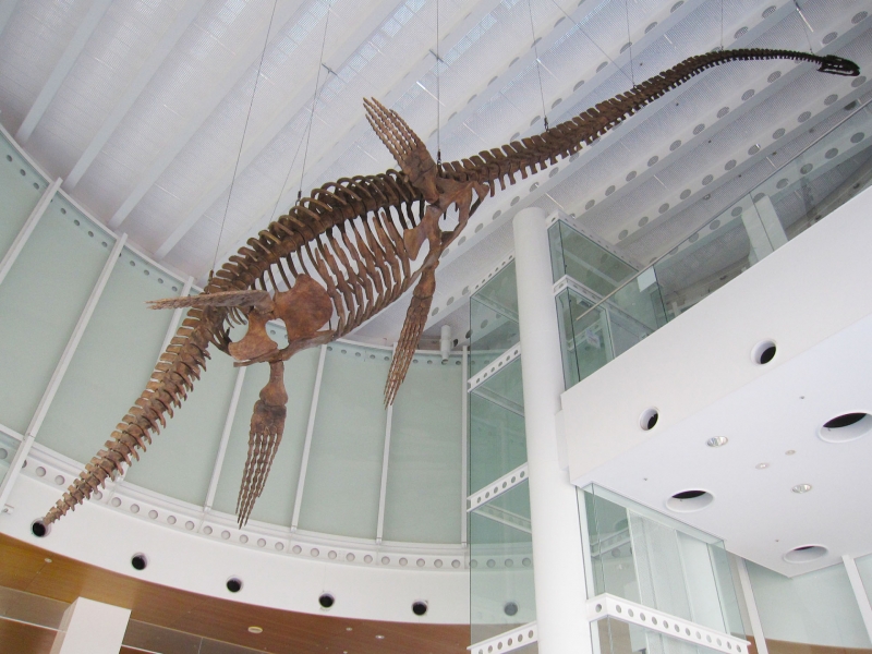 今月の逸品ver.3」 vol.29 蒲郡市生命の海科学館の「クビナガリュウ