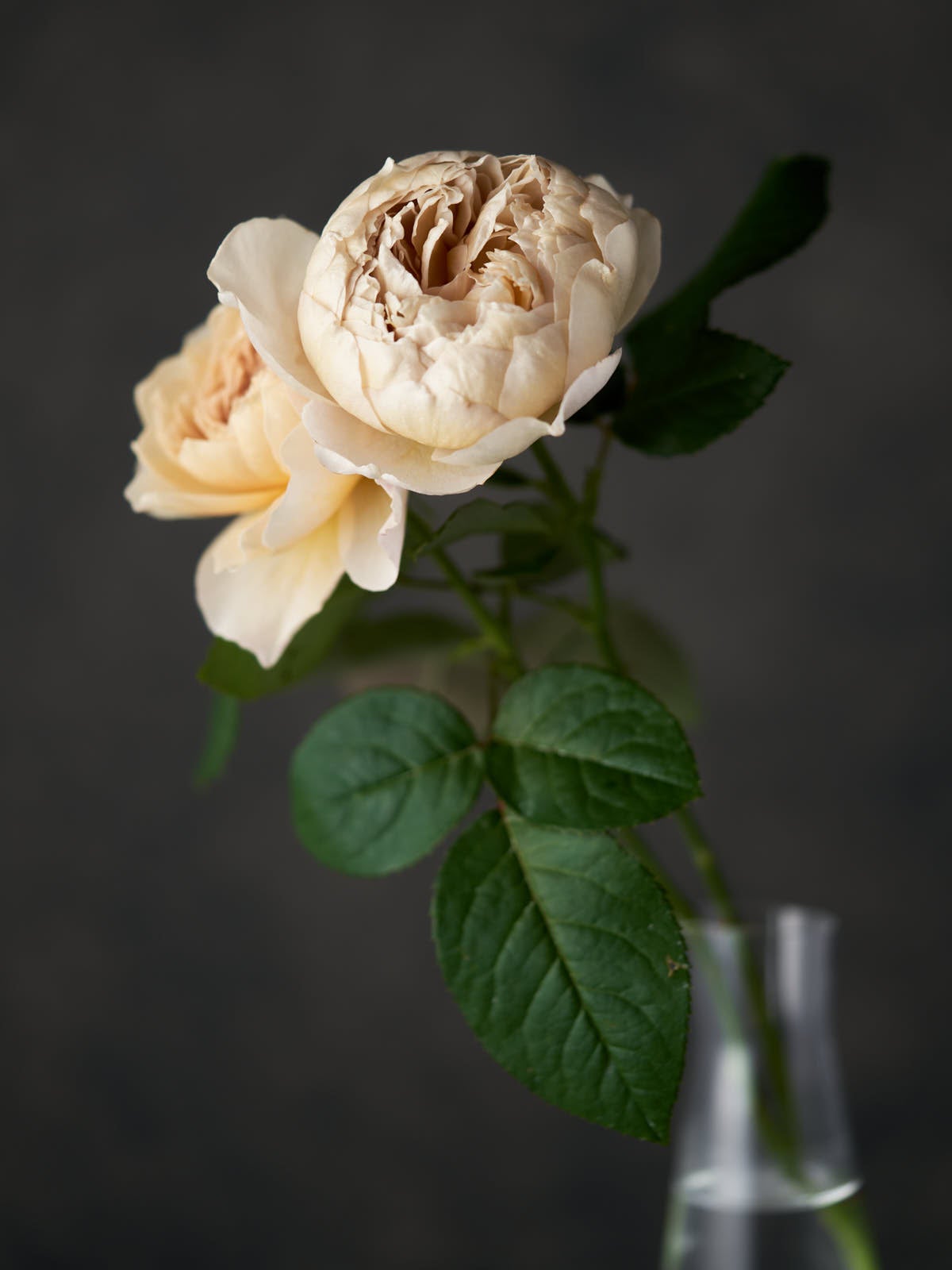 おひとり様1点まで】おへやで育てるばら：シャルロット・ペリアン