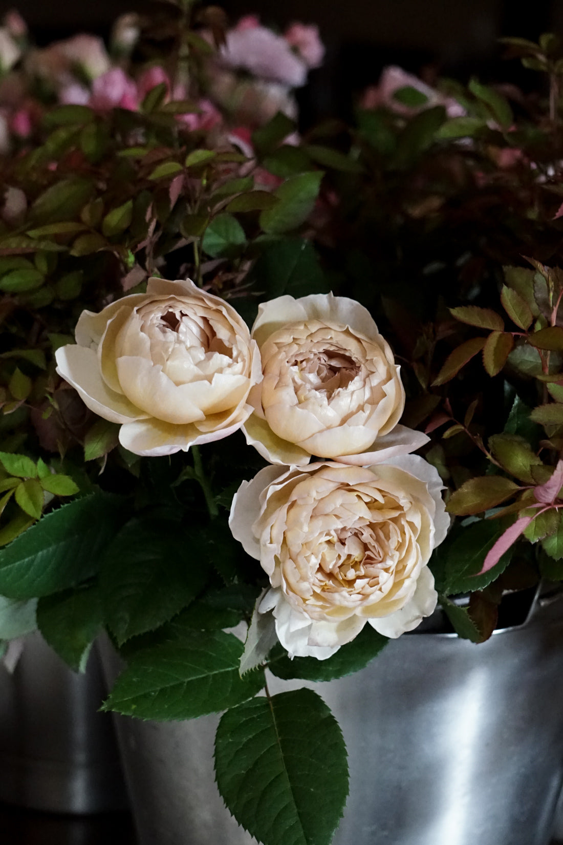 ROSE CHARLOTTE PERRIAND – WABARA online store