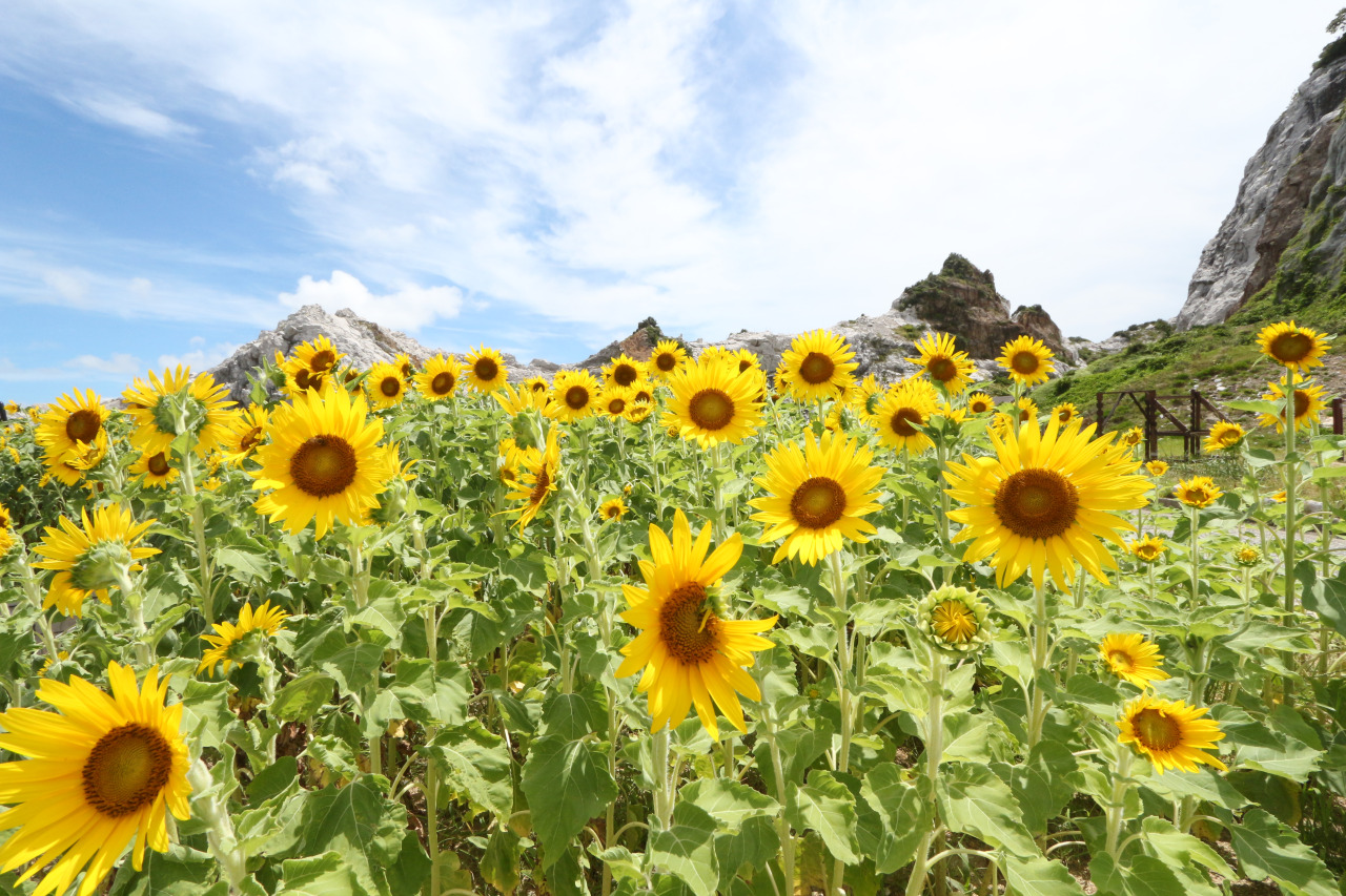 白崎海洋公園 ひまわりの花壇｜祭り・イベント｜和歌山県公式観光サイト