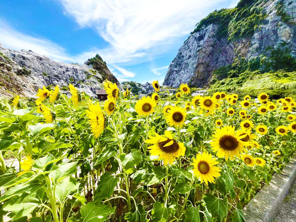 白崎海洋公園 ひまわりの花壇｜祭り・イベント｜和歌山県公式観光サイト