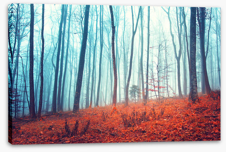 Lost In The Forest | Stretched Canvas – Wall Art Prints