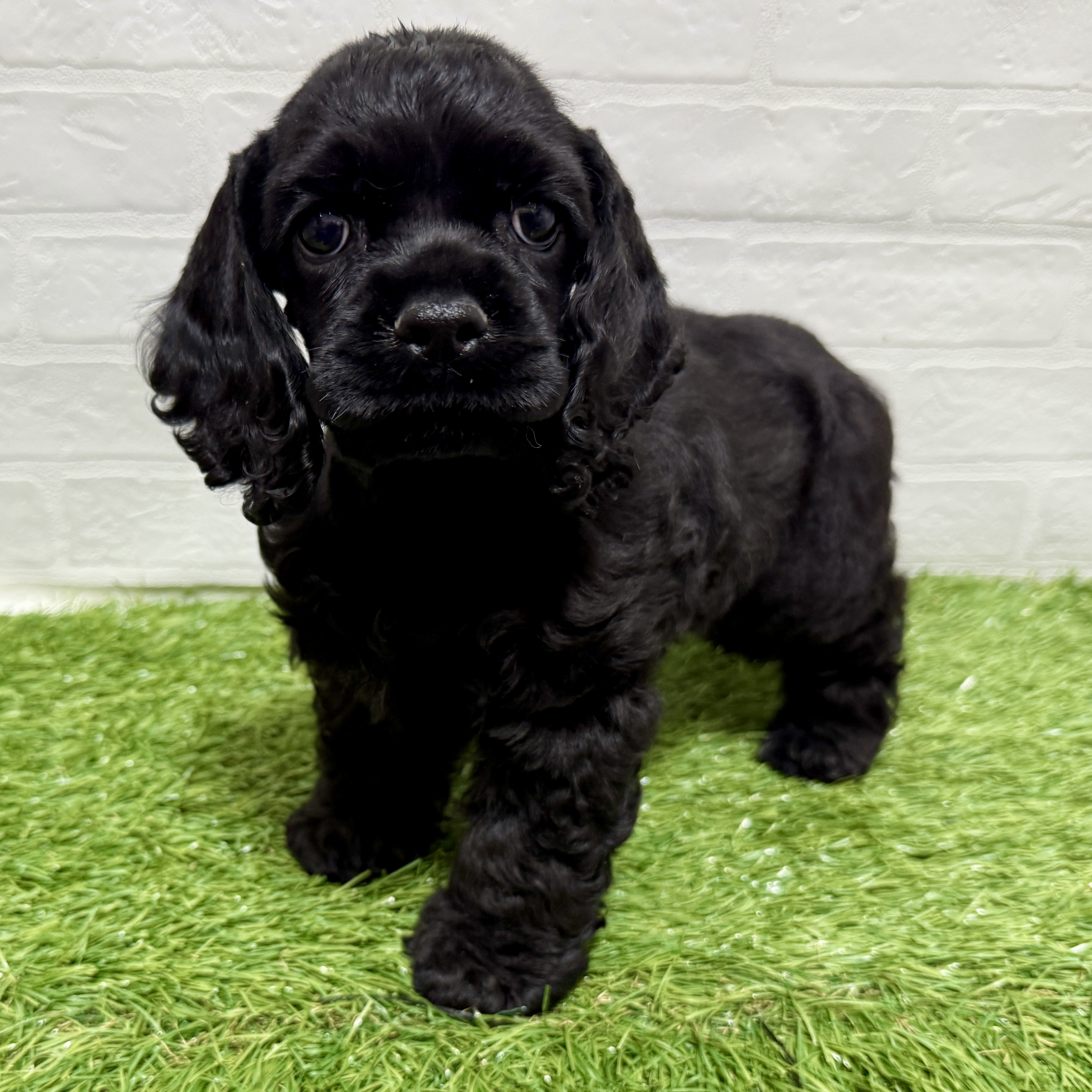 アメリカンコッカースパニエルの子犬を価格や特徴で探す|ペット