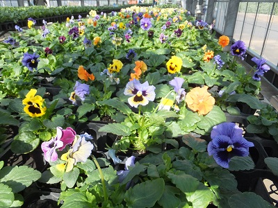 11月のおすすめの花苗｜蕨戸田衛生センター組合